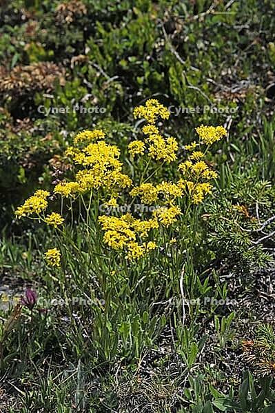 Biscutella laevigata, eyeglass cloves [IBR124585310]