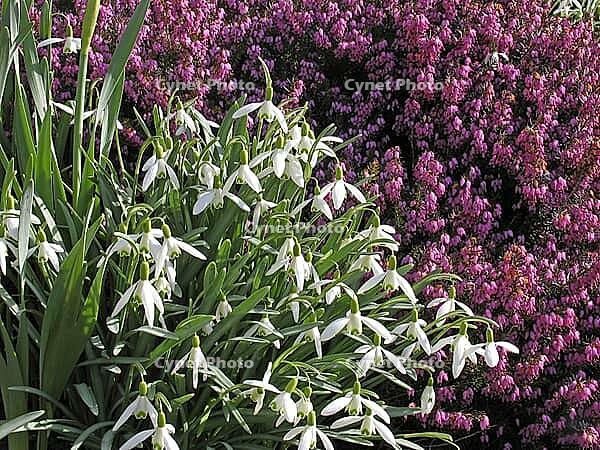 Galanthus nivalis, snowdrop [IBR124585311]