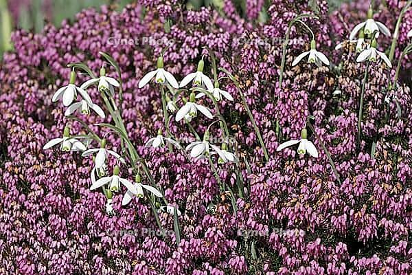 Galanthus nivalis, snowdrop [IBR124585312]