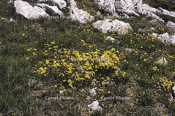Biscutella laevigata, eyeglass cloves [IBR124585315]