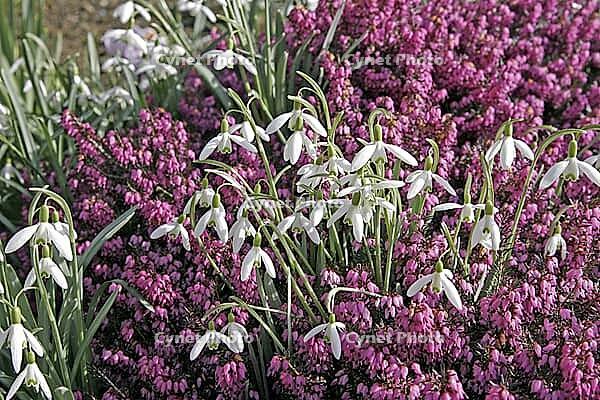 Galanthus nivalis, snowdrop [IBR124585316]