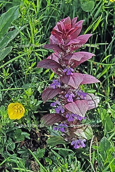 Ajuga genevensis, Bugleweed Geneva [IBR124585317]