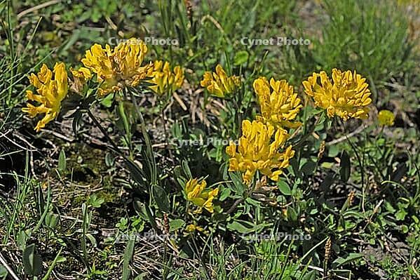 Anthyllis vulneraria, Common Wound Clover, Red Wound Clover [IBR124585319]