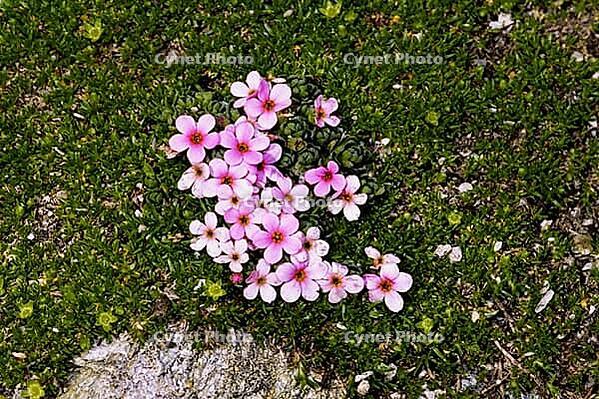 Androsace alpina, alpine man's shield [IBR124585320]