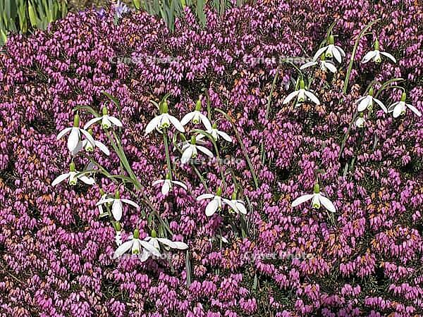 Galanthus nivalis, snowdrop, heather [IBR124585322]