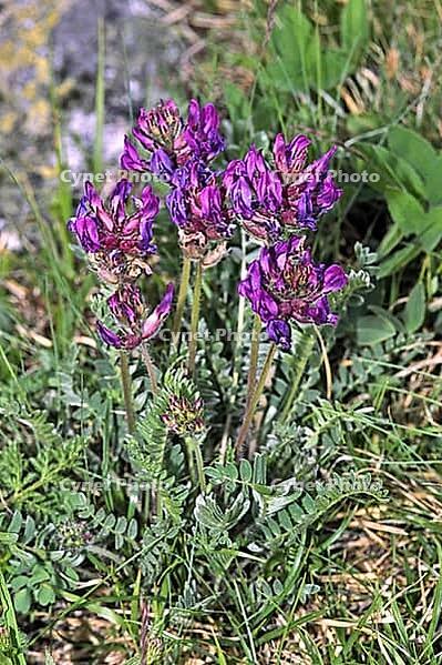 Astragalus vesicarius, bladder-bearing [IBR124585323]