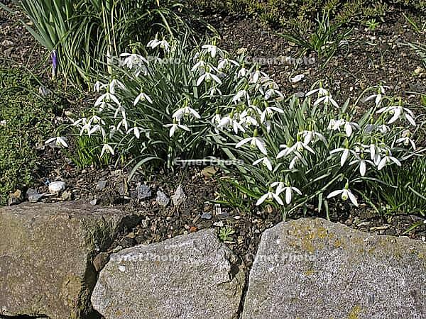Galanthus nivalis, snowdrop [IBR124585324]