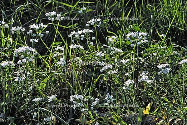 Allium subhirtum, eyelash leaf leek [IBR124585325]