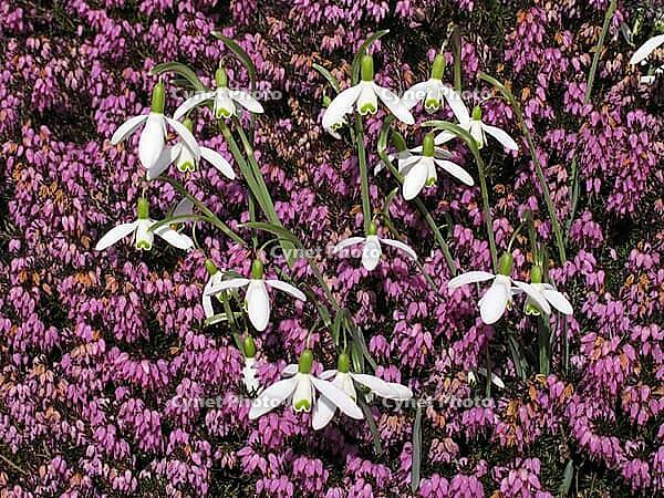 Galanthus nivalis, snowdrop, heather [IBR124585326]
