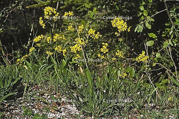 Biscutella laevigata, eyeglass cloves [IBR124585327]