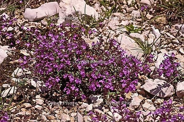 Acinos alpinus, Calamintha alpina, alpine mountain mint [IBR124585328]