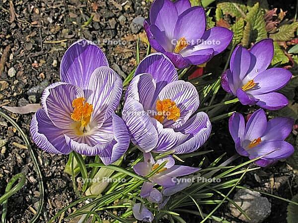 Crocus vernus, spring crocus [IBR124585330]