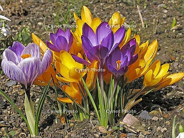 Crocus vernus, spring crocus [IBR124585331]