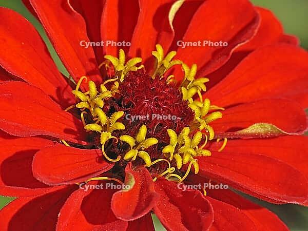 Dahlia, dahlia (detail), red dahlia [IBR113148390]