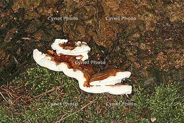 Porling [IBR113148391]