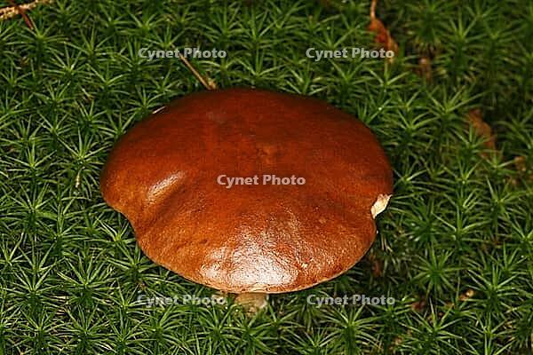 Boletus badius, chestnut bolete, chestnut mushroom [IBR113148392]