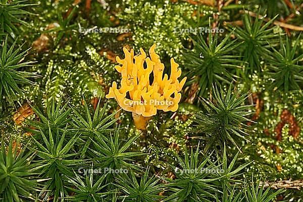 Calocera viscosa, sticky horn [IBR113148393]