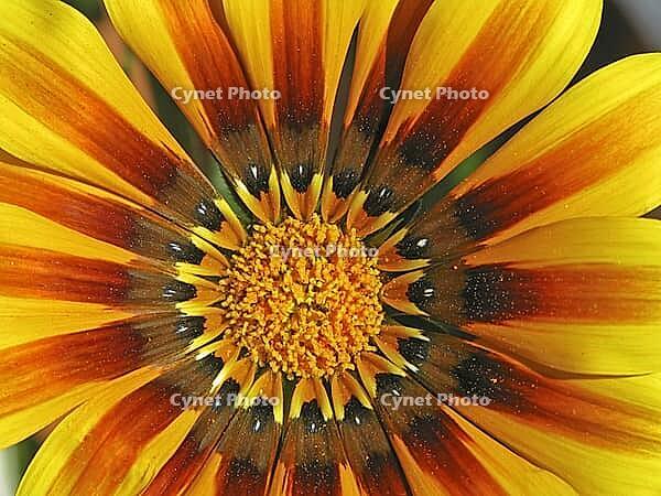 Gazania hybrid, midday gold, gazanie [IBR124585378]