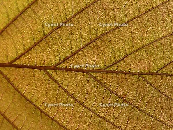 Corylus maxima 'Purpurea', Red Lambertus [IBR124585380]