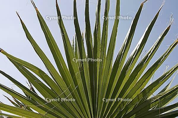 Washingtonia tulipifera, Washington palm [IBR124585381]