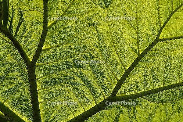 Gunnera manicata, redwood leaf, mulberry family. The plant is native to South America. The photo shows a leaf in backlight [IBR124585382]