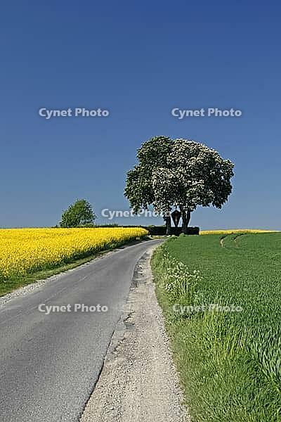 Off the big roads in the Osnabrück region, it passes rapeseed fields and blooming chestnut trees in spring, as here in Bad Iburg, Lower Saxony [IBR124585383]