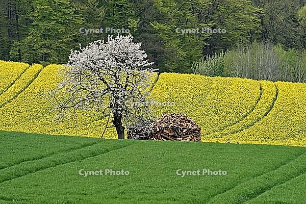 Rape field with cherry tree in Hagen a.T.W. in the Osnabrücker Land - Rape field with cherry tree in Lower Saxony, Germany [IBR124585384]