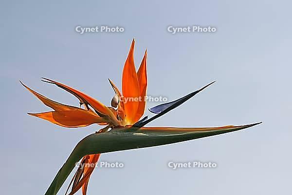 Strelitzia reginae, bird of paradise flower, strelitzia [IBR124585385]