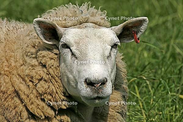 Sheep - Sheep [IBR124585386]