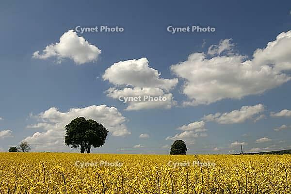 Chestnut with rapeseed field in Bad Iburg-Glane, Osnabrücker Land, Lower Saxony [IBR124585388]