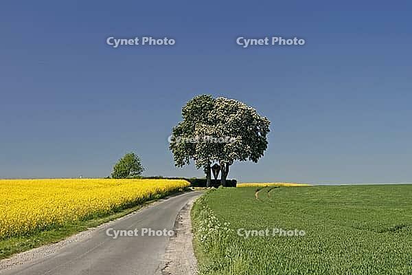 Off the big roads in the Osnabrück region, it passes rapeseed fields and blooming chestnut trees in spring, as here in Bad Iburg, Lower Saxony [IBR124585389]