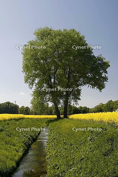Tree with rapeseed field with small stream near Bad Iburg in the Osnabrücker Land, Lower Saxony [IBR124585390]