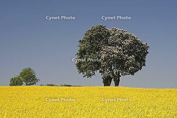 Horse chestnut (Aesculus hippocastanum) with rape field in May, here in Bad Iburg, Osnabrücker Land, Lower Saxony [IBR124585391]