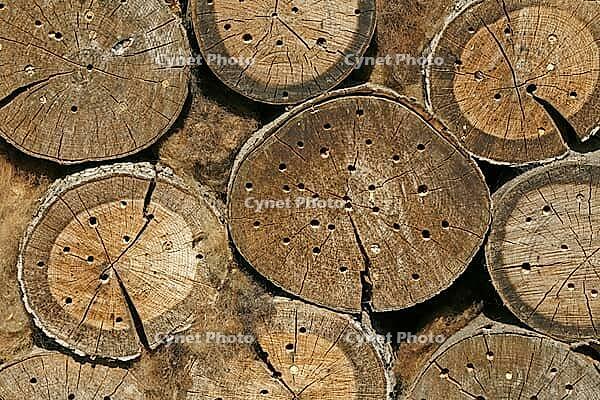 Nesting aid for wild bees, tree trunks with holes. Nist Assistance for Wild Bees [IBR124585392]