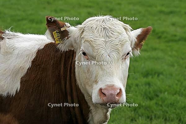Brown spreckled cow [IBR124585393]