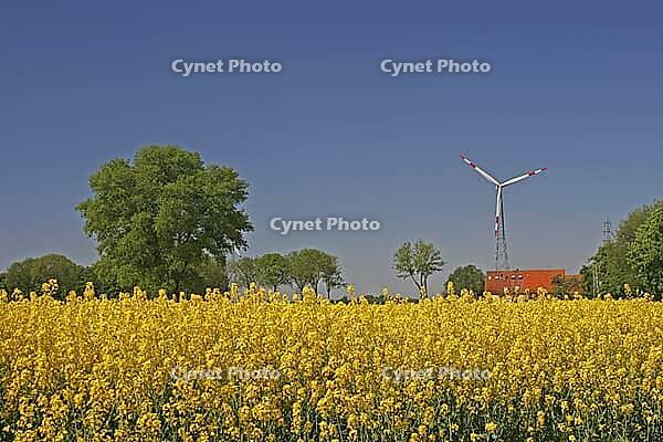 Rape field with wind turbine near Bad Iburg in Osnabrücker Land, Lower Saxony - Rape field in Lower Saxony, Germany [IBR124585395]