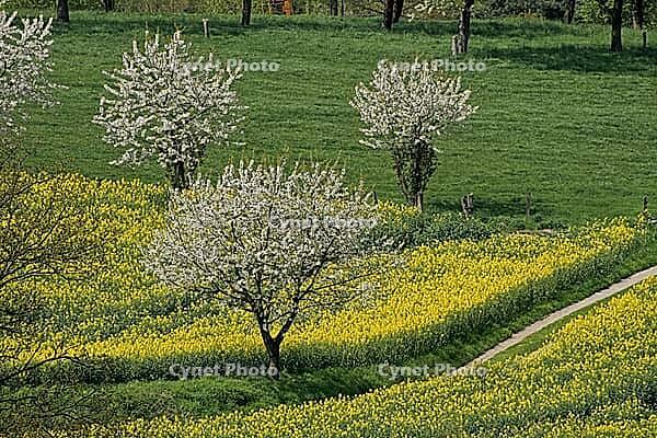 Rape field with cherry trees in Hagen a.T.W. in Osanbrücker Land - Rape field in Lower Saxony, Germany [IBR124585396]