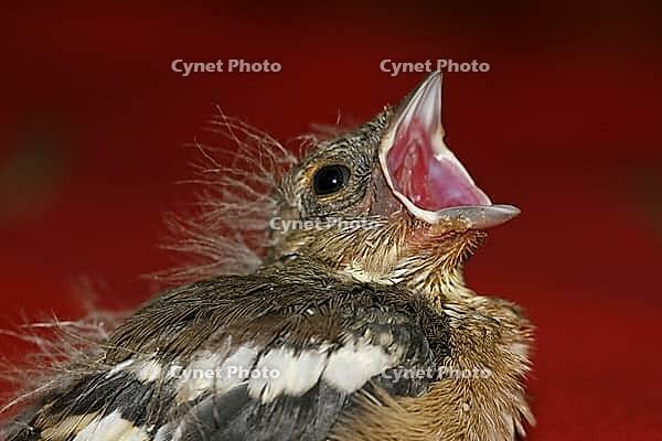 Chaffinch (young bird), Fringilla coelebs - Chaffinch [IBR124585397]