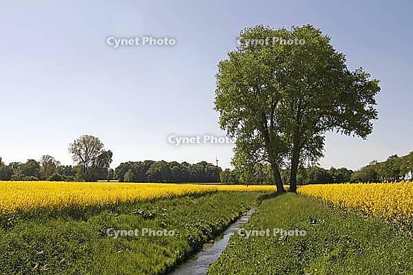 Tree with rapeseed field with small stream near Bad Iburg in the Osnabrücker Land, Lower Saxony [IBR124585399]