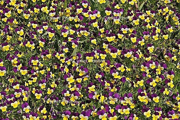Viola cornuta 'Four Seasons Purple Wings', Horn Violet [IBR124585402]