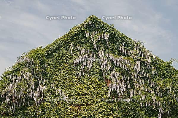 House detail with wisteria, wisteria, wisteria and wild wine in the Osnabrück region [IBR124585404]