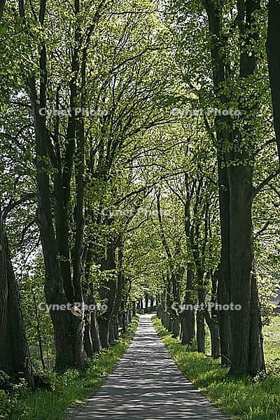 A tree-lined avenue in Georgsmarienhütte, Oesede Abbey in the Osnabrück region, Lower Saxony [IBR124585405]