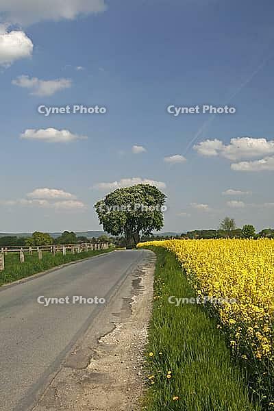 Chestnut with rapeseed field in Bad Iburg-Glane, Osnabrücker Land, Lower Saxony - Rape field with chestnut tree in Lower Saxony, Germany [IBR124585406]