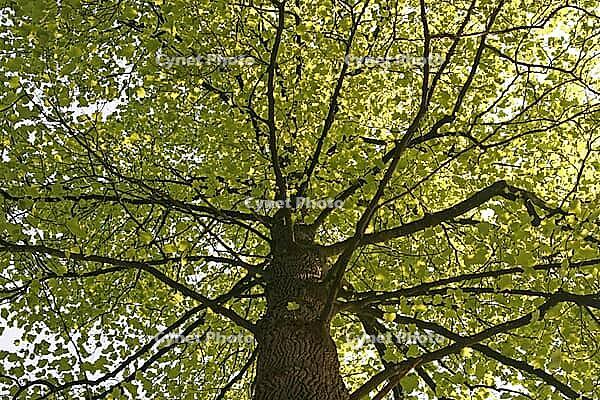 Liriodendron tulipifera, tulip tree in May [IBR124585408]