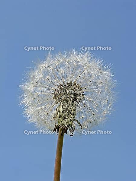 Taraxum officinale, dandelion (fruit stalks) [IBR124585409]