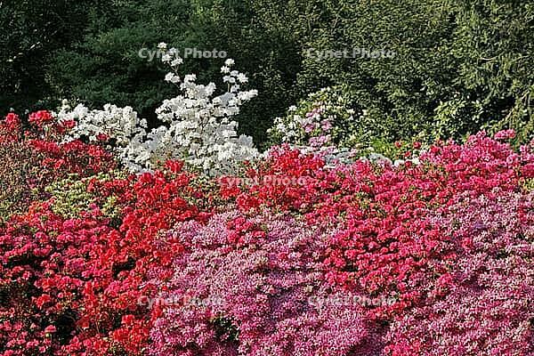 Rhododendron, Japanese azalea [IBR124585412]