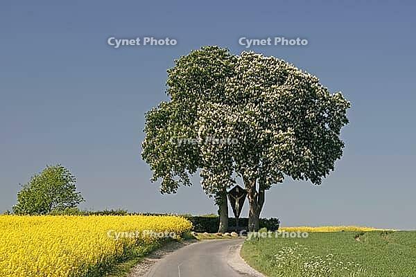 Off the big roads in the Osnabrück region, it passes rapeseed fields and blooming chestnut trees in spring, as here in Bad Iburg, Lower Saxony [IBR124585414]