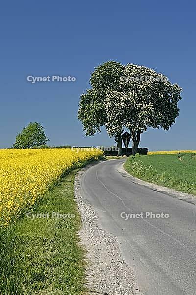 Off the big roads in the Osnabrück region, it passes rapeseed fields and blooming chestnut trees in spring, as here in Bad Iburg, Lower Saxony [IBR124585415]
