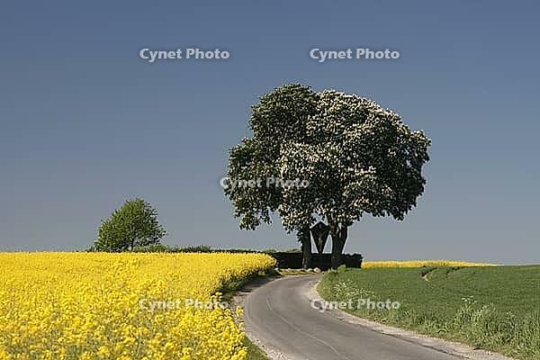 Off the big roads in the Osnabrück region, it passes rapeseed fields and blooming chestnut trees in spring, as here in Bad Iburg, Lower Saxony [IBR124585416]
