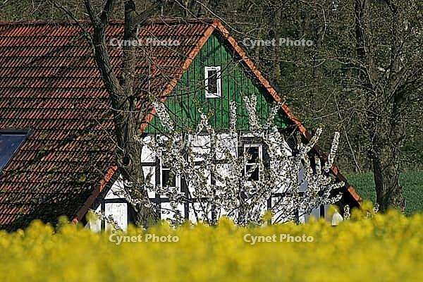 Farm with rapeseed field in Georgsmarienhütte, Osnabrücker Land, Lower Saxony [IBR124585417]